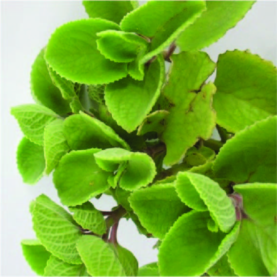 Buy-Ajwain-In-india | Medicinal Herbs In Pune